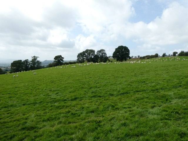 A flock of sheep in an upland pasture. The 30th annual Trailing of the Sheep Festival, Oct. 7-11, honors more than 150 years of trailing sheep through the Wood River Valley.